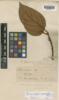 Kew Gardens K000793017:  s.coll. [3371]