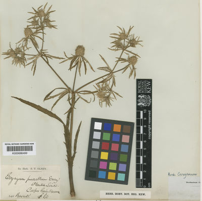 Kew Gardens K000686499:  [Rivimo] [s.n.] United States