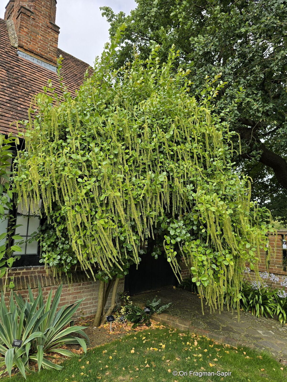 Itea ilicifolia