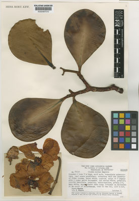 Kew Gardens K000487510:  Maguire, B.; Maguire, C.K. [62132] Colombia