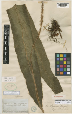 Kew Gardens K000200441:  Spruce, R. [s.n.] Ecuador