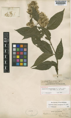 Kew Gardens K000486741:  Tate, R. [158 (444)] Nicaragua