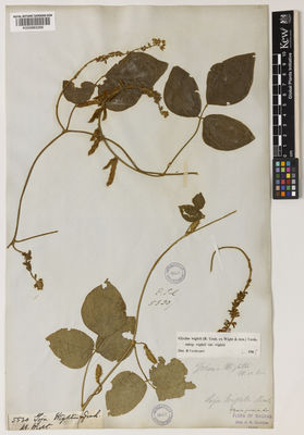 Kew Gardens K000883266:  Wight, R. [5530]