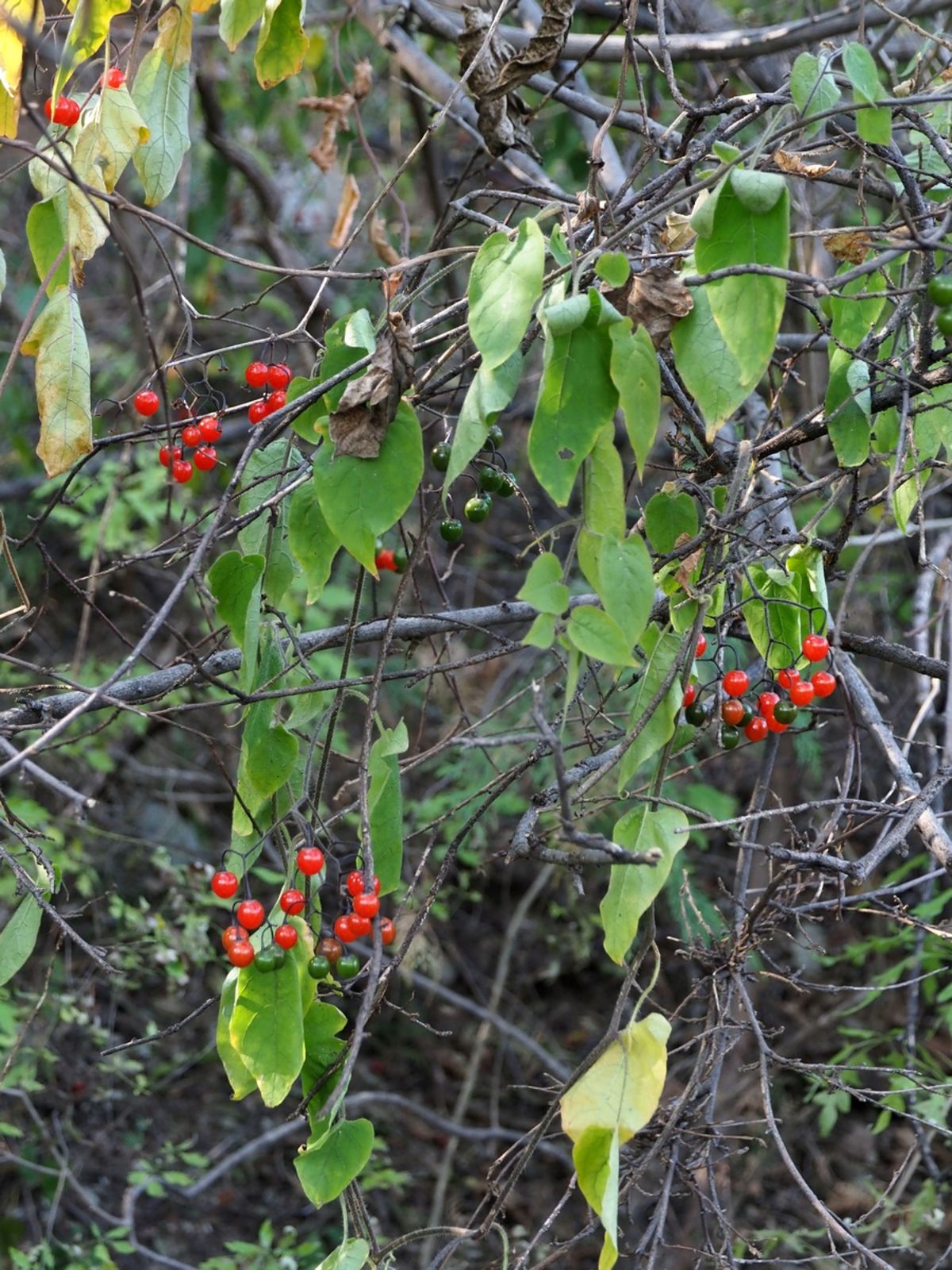 Solanum lyratum Thunb. | Plants of the World Online | Kew Science