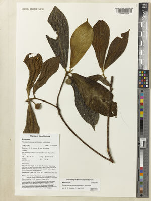 Kew Gardens K000870209:  Weiblen, G.D.; Isua, B.; Andreas, B [GW2186] Papua New Guinea