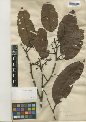 Kew Gardens K000587374:  s.coll. [s.n.] Sri Lanka