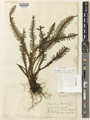 Kew Gardens K000474182:  Burbidge, F.W. [s.n.] Malaysia