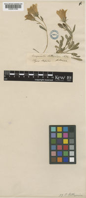 Kew Gardens K000814360:  Heldreich [s.n.] Greece