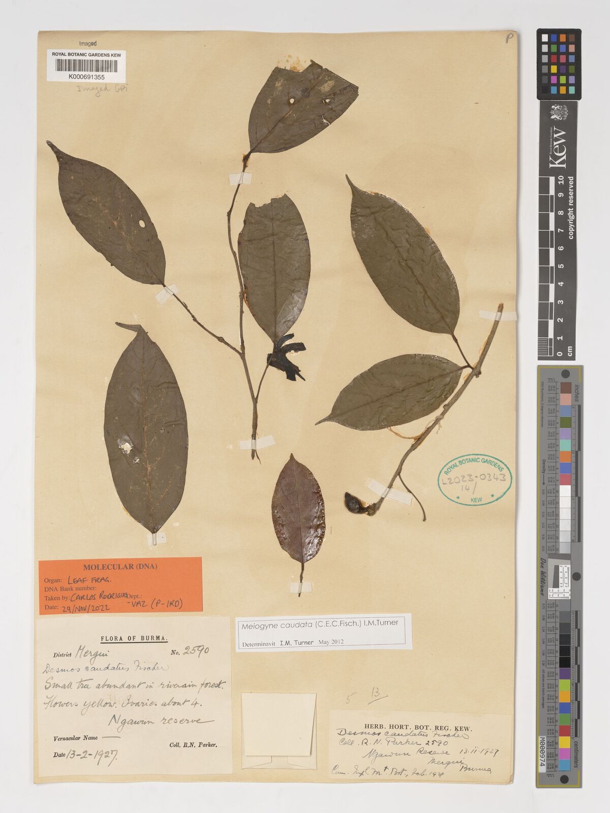 Kew Gardens K000691355:  Parker, R.N. [2590] Burma