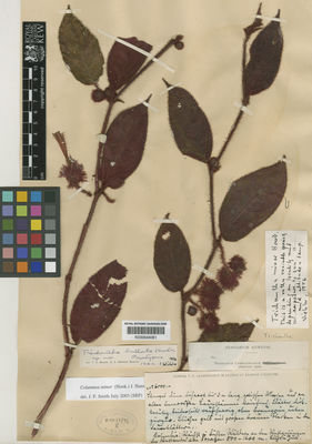 Kew Gardens K000644081:  s.coll. [6000] Colombia