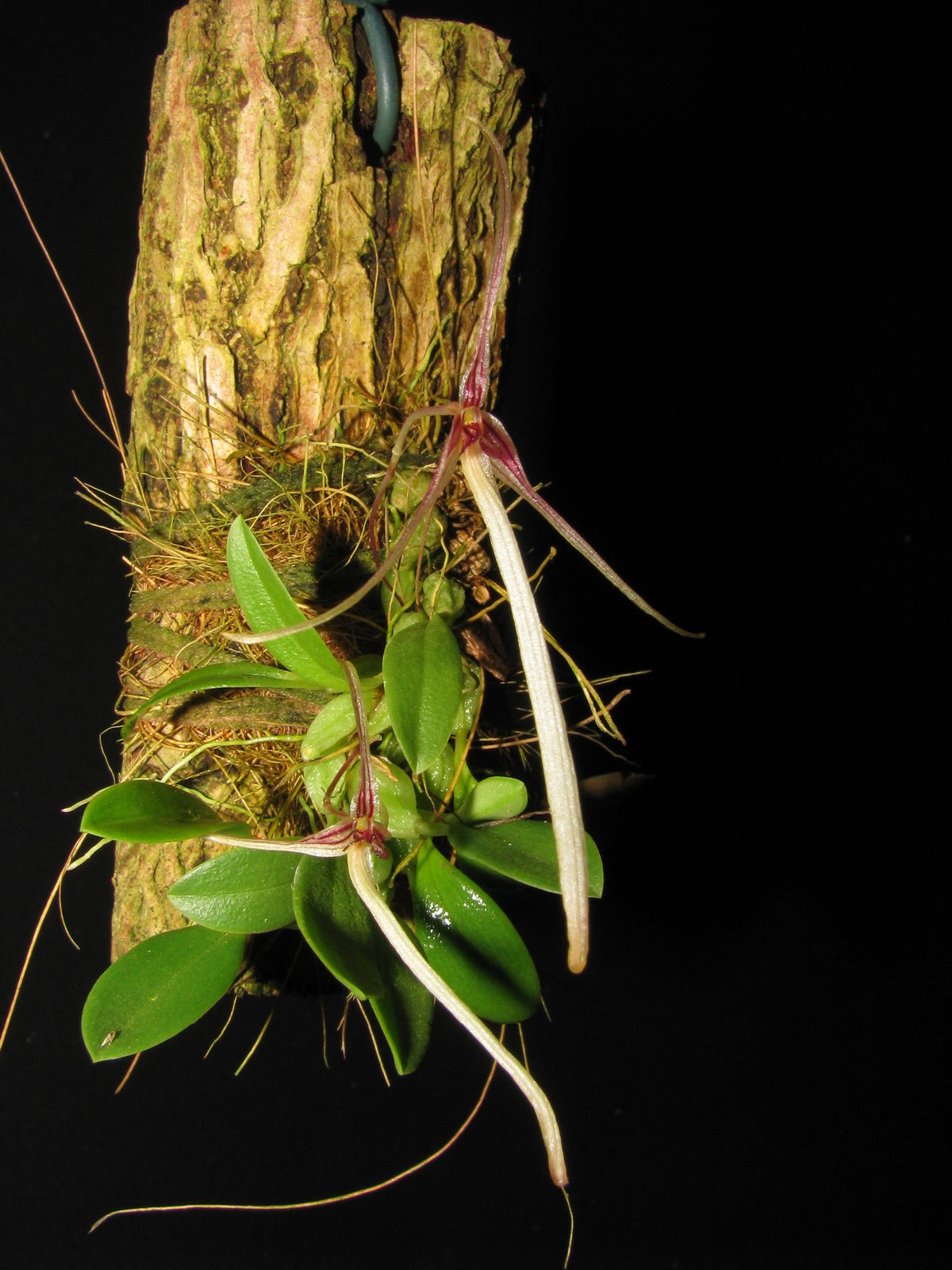 Bulbophyllum alticola Schltr. | Plants of the World Online | Kew Science