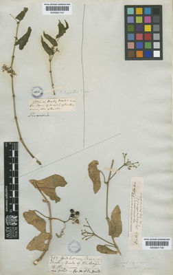 Kew Gardens K000601748:  s.coll. [751] Brazil