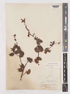Kew Gardens K000282520:  [944] Ethiopia