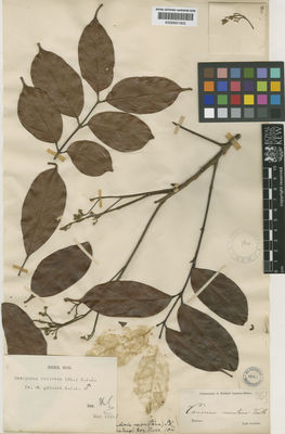 Kew Gardens K000651905:  Korthals, P.W. [s.n.] Indonesia