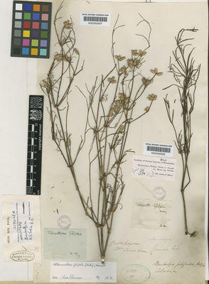 Kew Gardens K000583006:  Scouler [s.n.] Ecuador