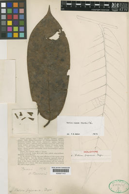 Kew Gardens K000671415:  Beccari, O. [s.n.] Papua New Guinea