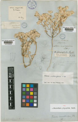 Kew Gardens K000356840:  Bynoe [s.n.] Australia