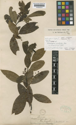 Kew Gardens K000602316:  Tweedie [s.n.] Brazil