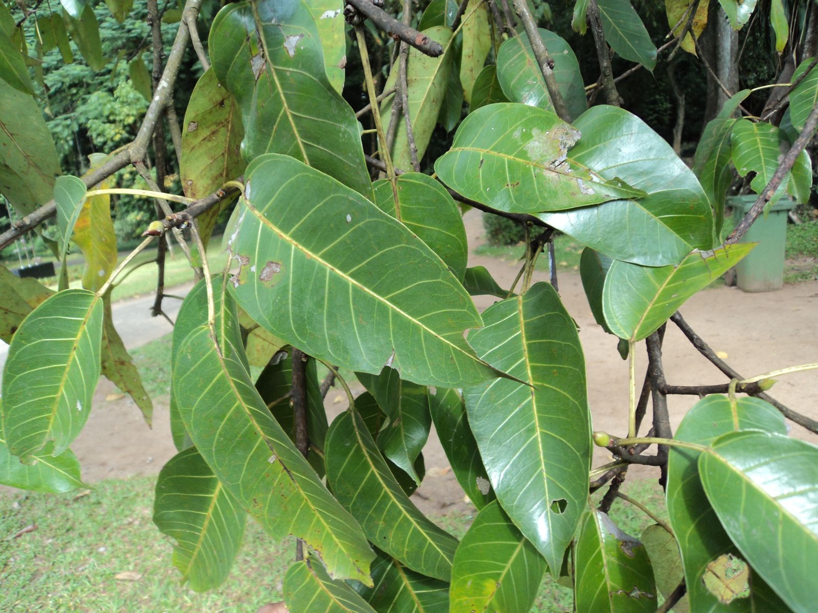 Ficus tsjakela Burm.f. | Plants of the World Online | Kew Science