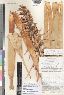 Kew Gardens K000294569:  Harley, R.M.; Mayo, S.J.; Storr, R.M.; Santos, T.S.; Pinheiro, R.S. [18520] Brazil