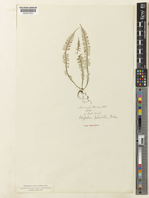 Kew Gardens K000474531:  Lobb, T. [s.n.] Malaysia