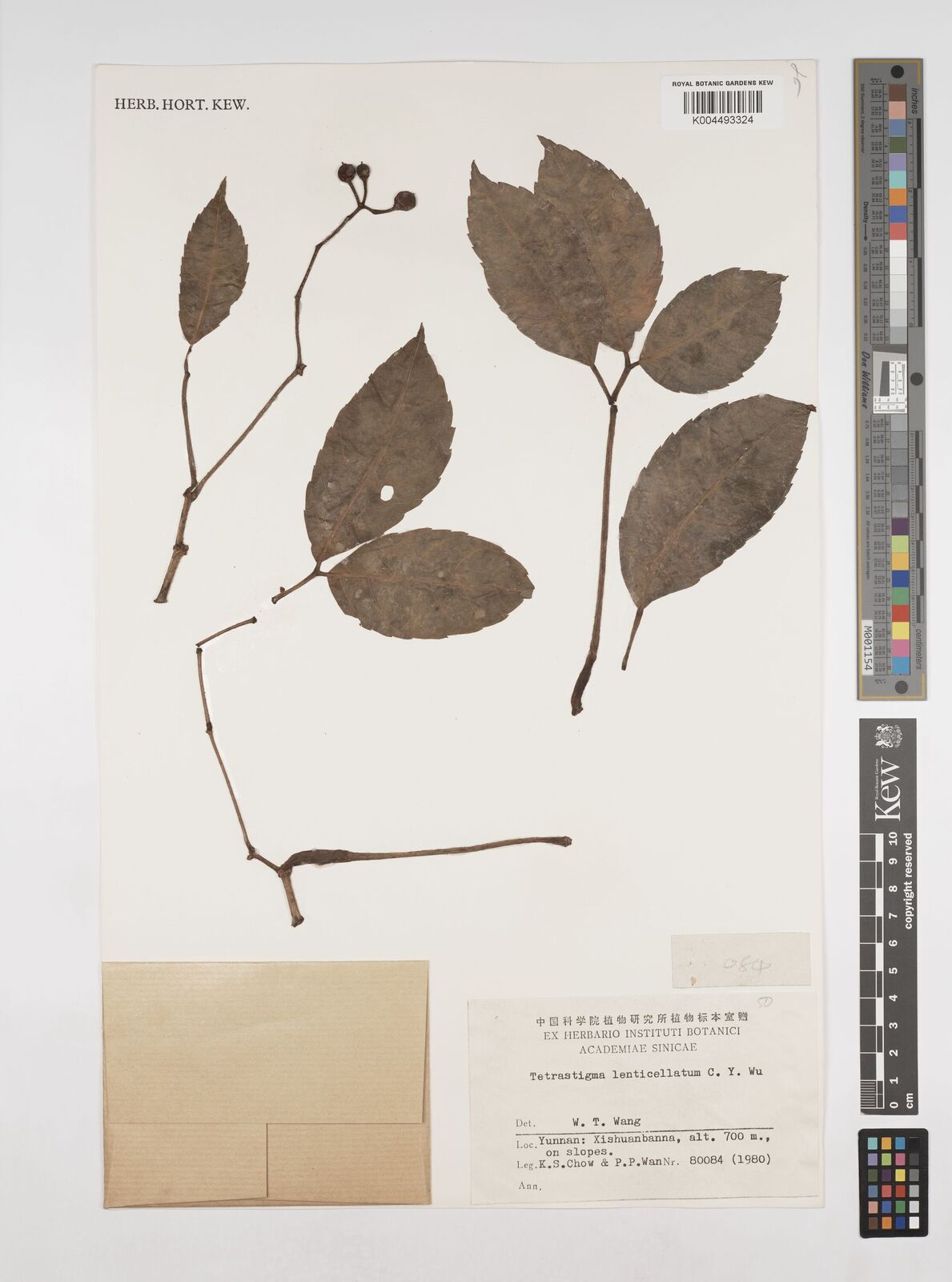 Tetrastigma lenticellatum