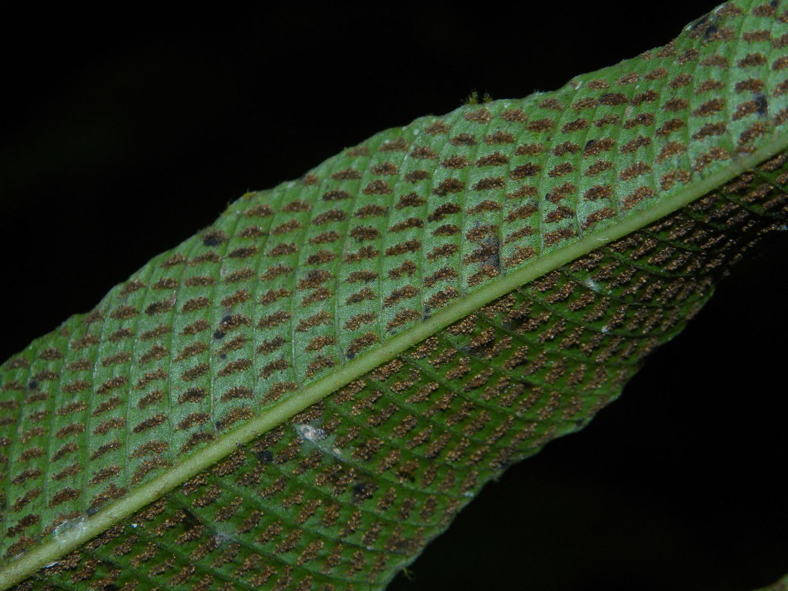 © copyright of the Board of Trustees of the Royal Botanic Gardens, Kew.