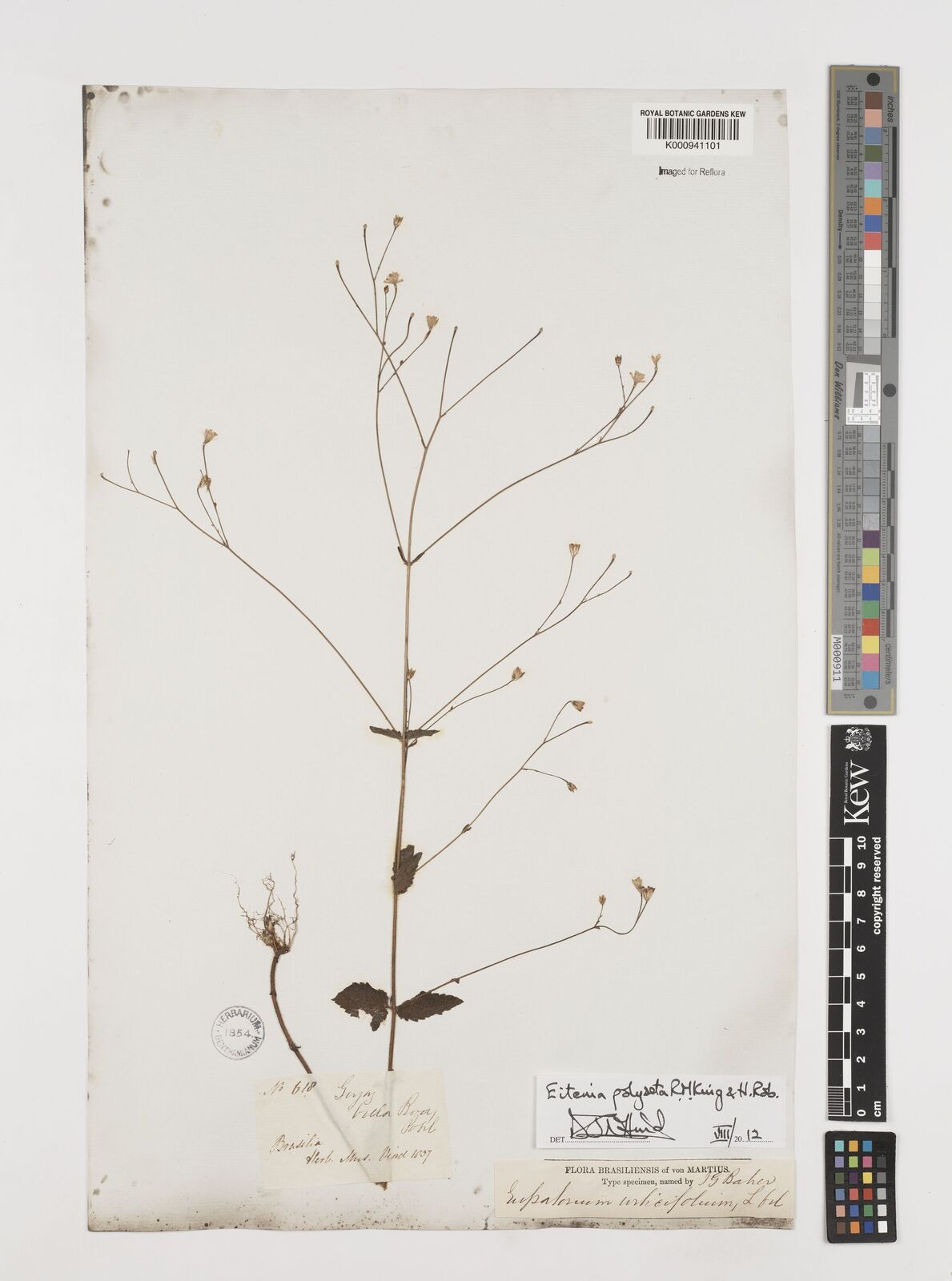 Kew Gardens K000941101:  Pohl [618] Brazil