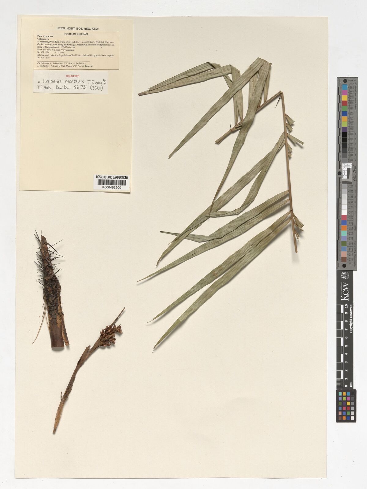 Kew Gardens K000462500:  Averyanov, L.; Ban, N.T.; Budantzev, A.; Hiep, N.T.; Huyen, D.D.; Loc, P.K.; Yakovlev, G. [VH1624] Vietnam