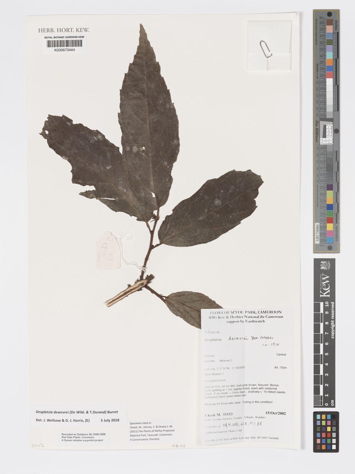 Kew Gardens K000673444:  Cheek, M. [11113] Cameroon