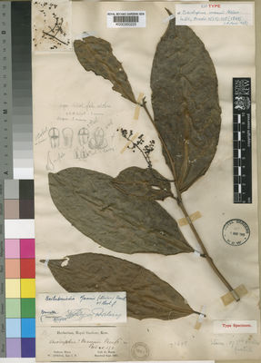 Kew Gardens K000350225:  Mann, G. [s.n.] Gabon