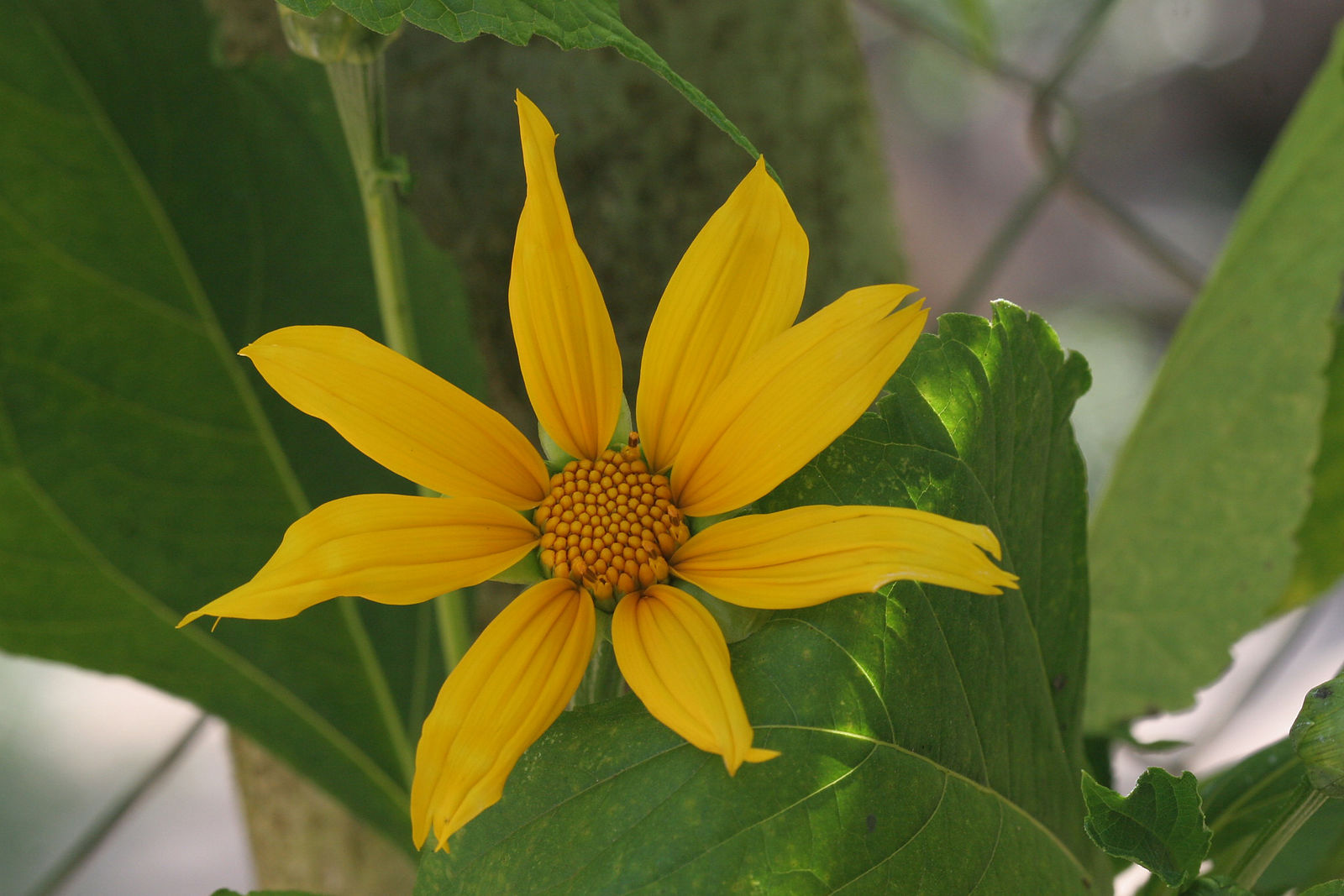 © copyright of the Board of Trustees of the Royal Botanic Gardens, Kew.