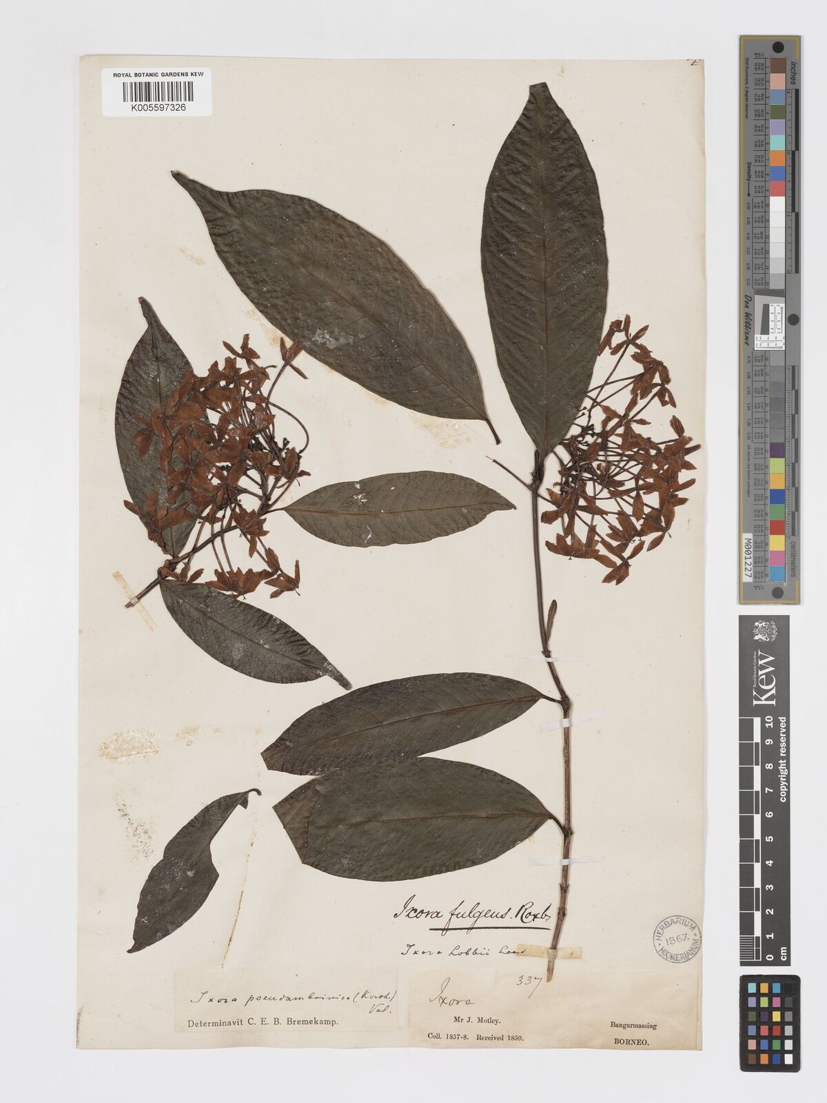 Ixora pseudoamboinica