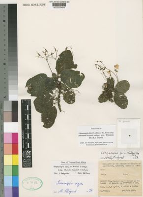 Kew Gardens K000378454:  B, Á..; Pócs, T.; Fráter, E.; Kósa, G. [87182/C] Tanzania