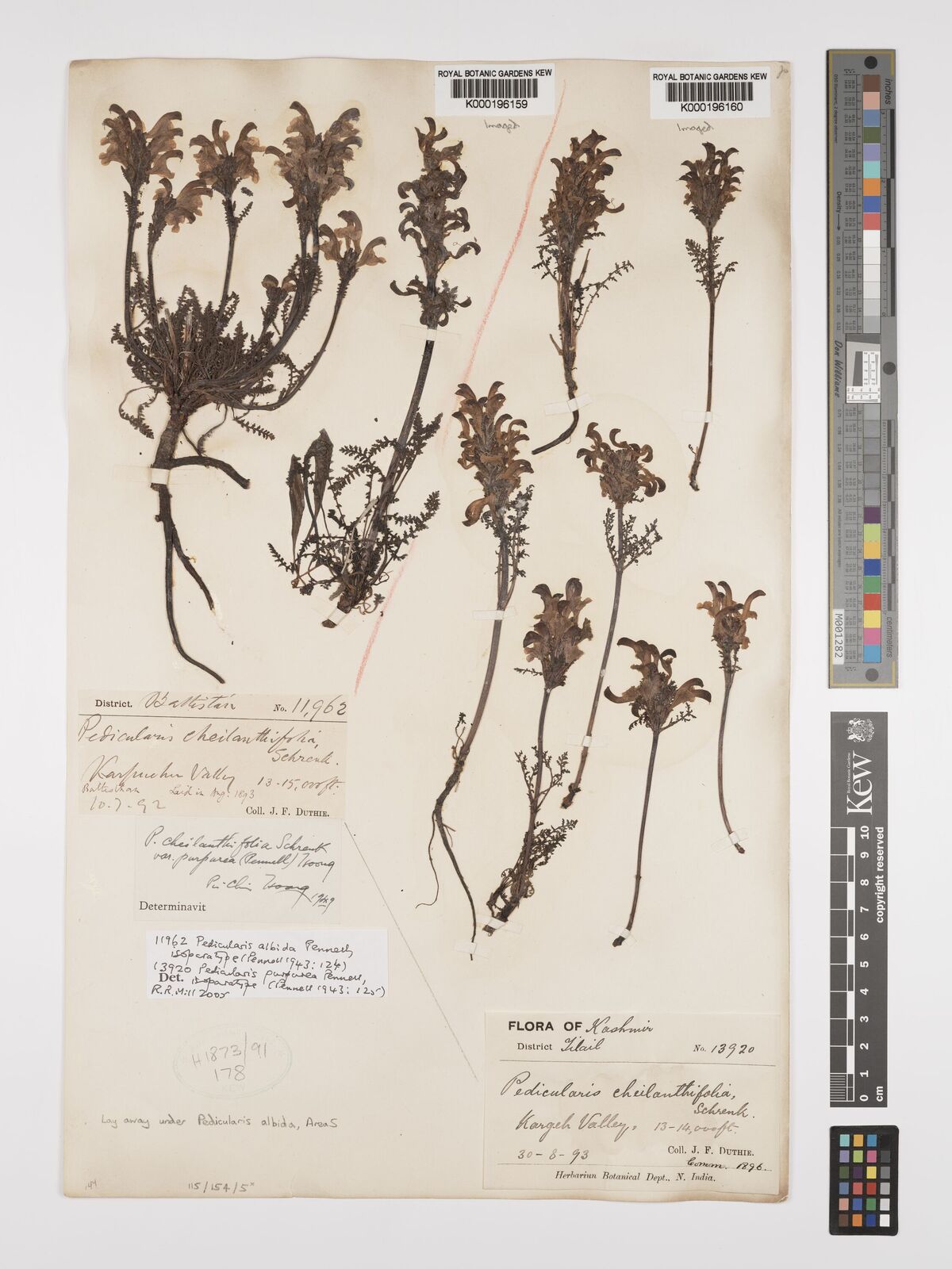 Kew Gardens K000196159:  Duthie, J., F. [11962] India