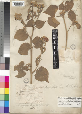 Kew Gardens K000240578:  Bouton [s.n.] Madagascar