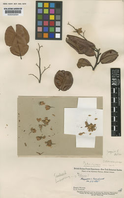 Kew Gardens K000432564:  Maguire, B.; Fanshawe, D.B. [32185] Guyana