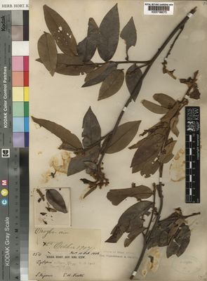 Kew Gardens K000199070:  Foster, E.W. [354] Nigeria