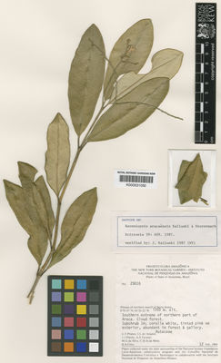Kew Gardens K000531050:  Prance, G.T.; Amaral, I.L.; Pipoly, J.J.; Tavares, A.S.; Silva, M.G.; Mota, C.D.A.; Cress, A. [29016] Brazil