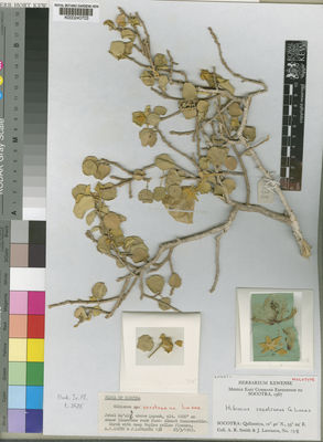 Kew Gardens K000240703:  Smith, A., R.; Lavranos, J. [138] Yemen