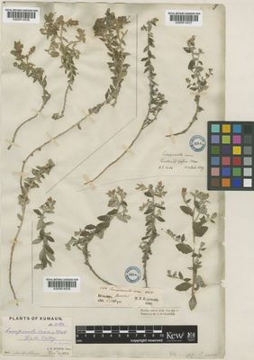 Kew Gardens K000814538:  Edgeworth, M.P. [246]