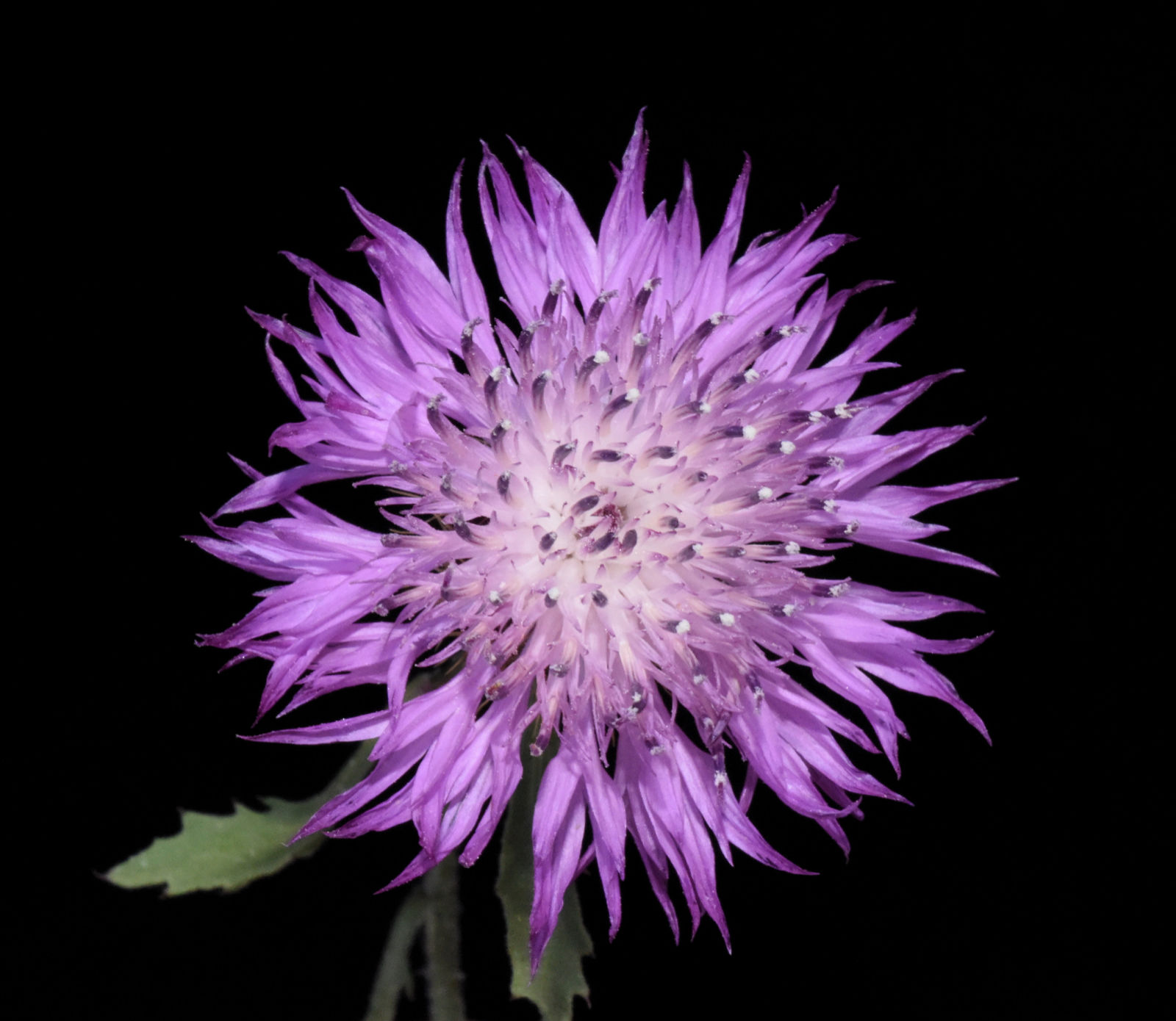 Centaurea malacitana Boiss. | Plants of the World Online | Kew Science