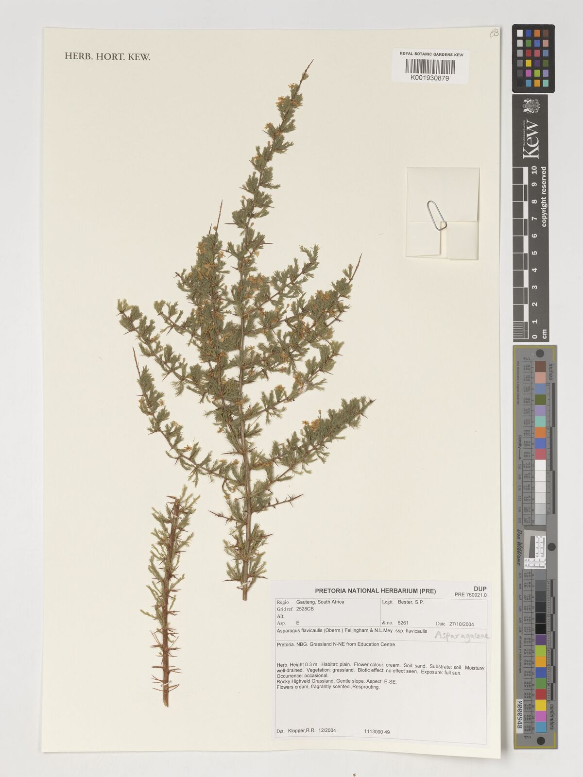 Asparagus flavicaulis