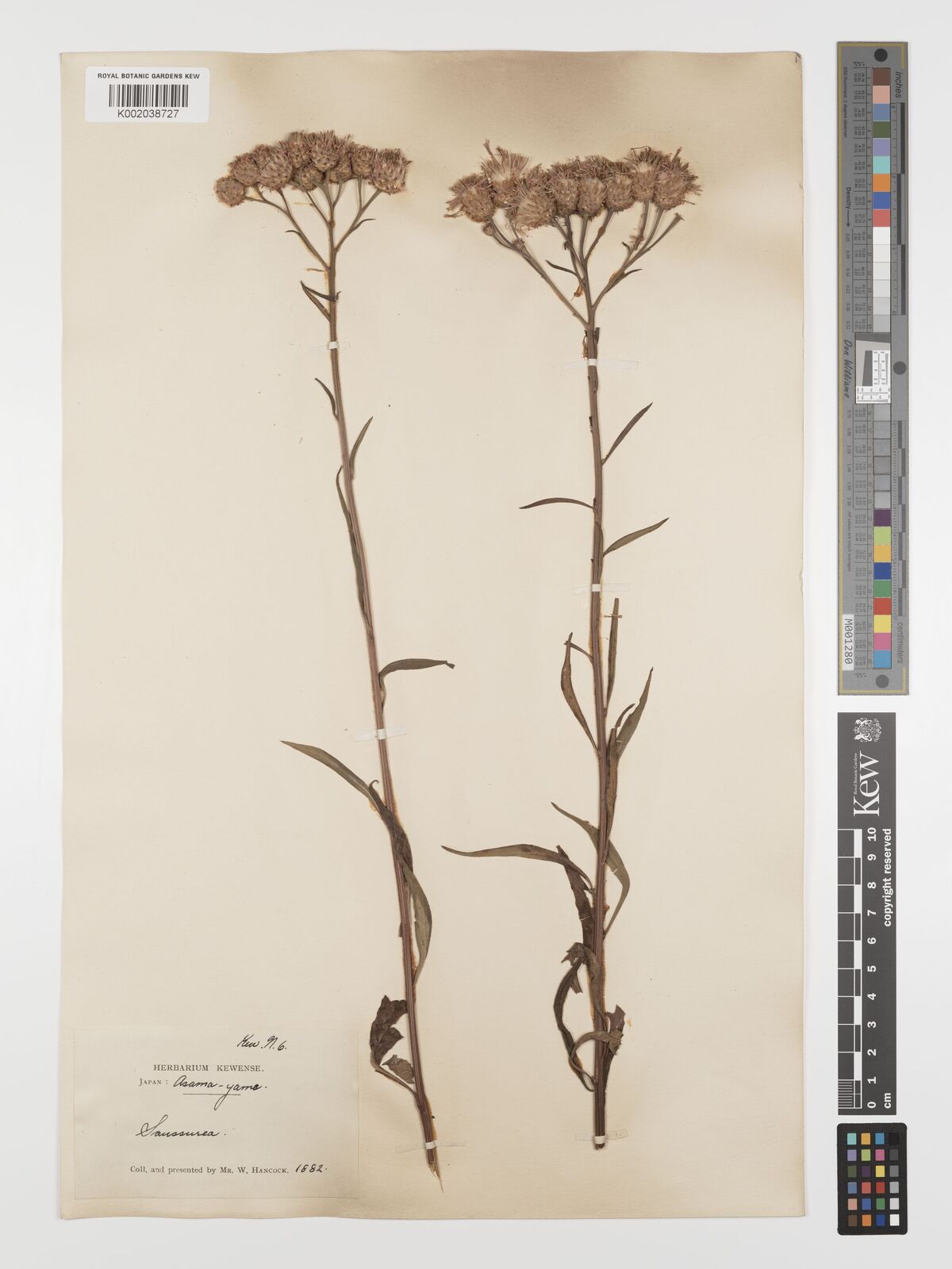 ARSOA　SAUSSUREA Saussurea japonica (Thunb.) DC. | Plants of the World Online