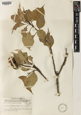 Kew Gardens K000832327:  How, F.C.; Chun, N.K. [70133] China