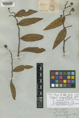 Kew Gardens K000220545:  Wood [s.n.] Ecuador