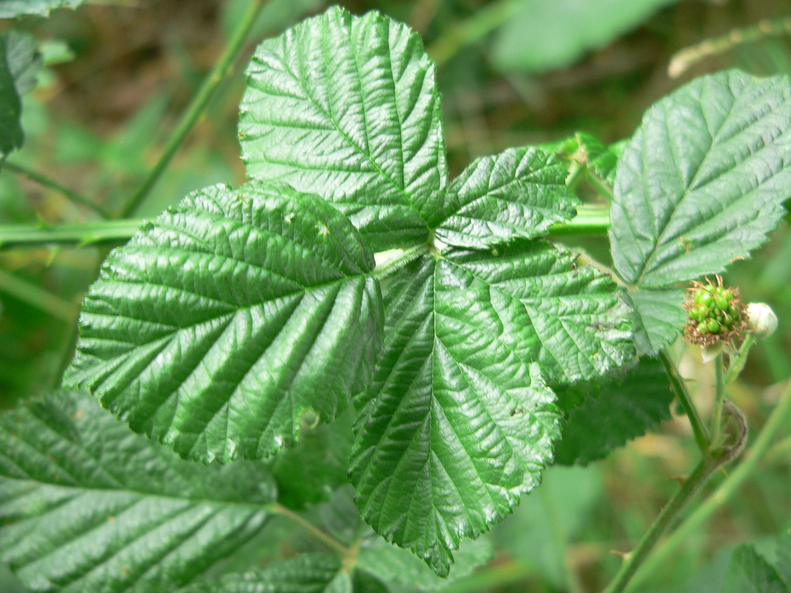 Rubus arduennensis Lib. ex Lej. | Plants of the World Online | Kew Science