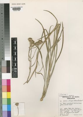 Kew Gardens K000377996:  Hilliard, O.M.; Burtt, B.L. [7619] South Africa