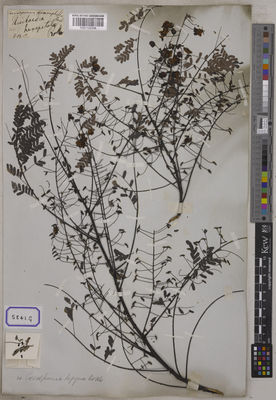 Kew Gardens K001122338:  s.coll. [Cat. no. 5841]