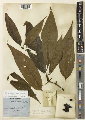 Kew Gardens K001067639:  s.coll. [13639] Malaysia